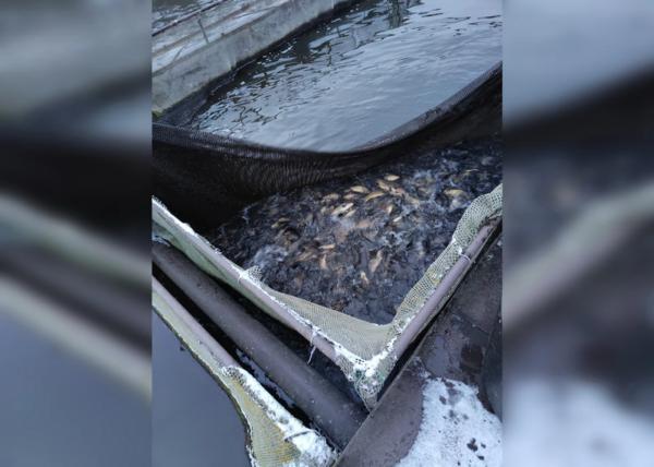 В Ладижинське водосховище вселили понад 9 тонн риби