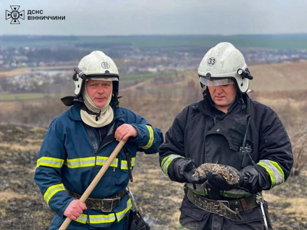Вогнеборці Вінниччини врятували ще одне зайченя під час пожежі