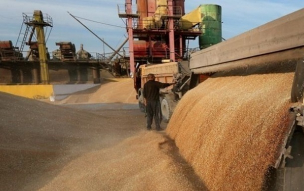 ЄС запровадить обмеження на зерно з Росії та Білорусі - ЗМІ