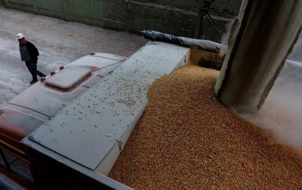 Євросоюз посилить перевірки українського зерна