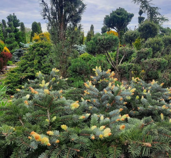 На Вінниччині жінка перетворила батьківський город у вічнозелений сад