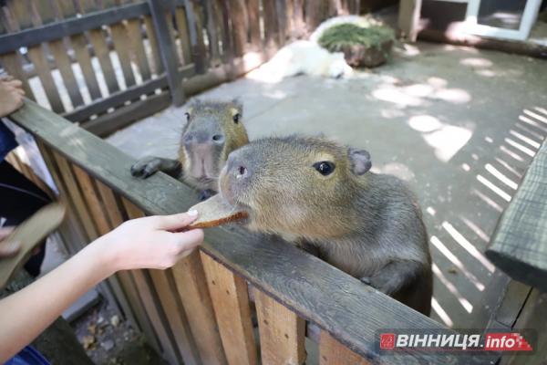 Капібари у вінницькому зоодворику: цікаві факти про найдобрішу тварину на Землі