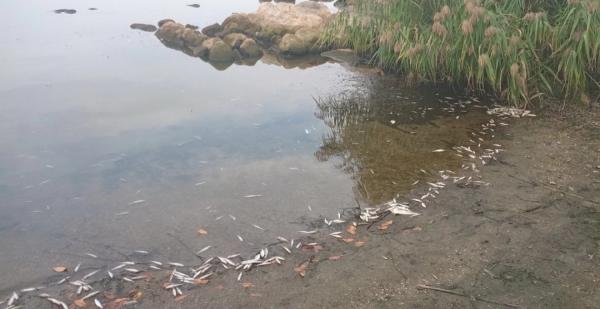 У Південному Бугу на Ладижинському водосховищі загинула риба