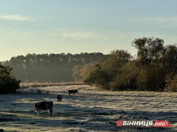 Вінничан попереджають про туман та сильні заморозки