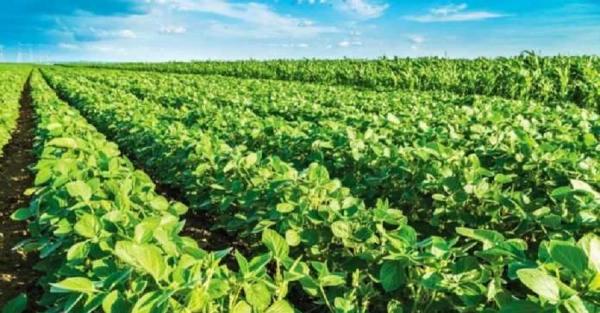 Україна втратить 20% площ під олійними культурами, якщо буде запроваджено 10% експортне мито - група Лондонської фондової біржі